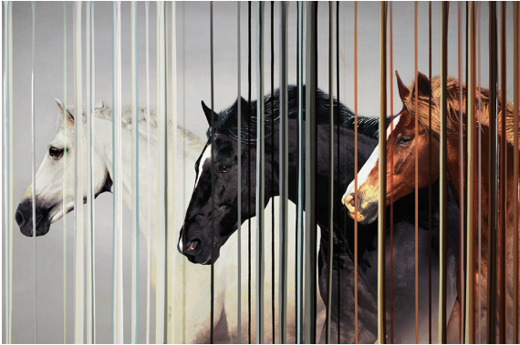 Wild Horses Srinjoy Gangopadhyay